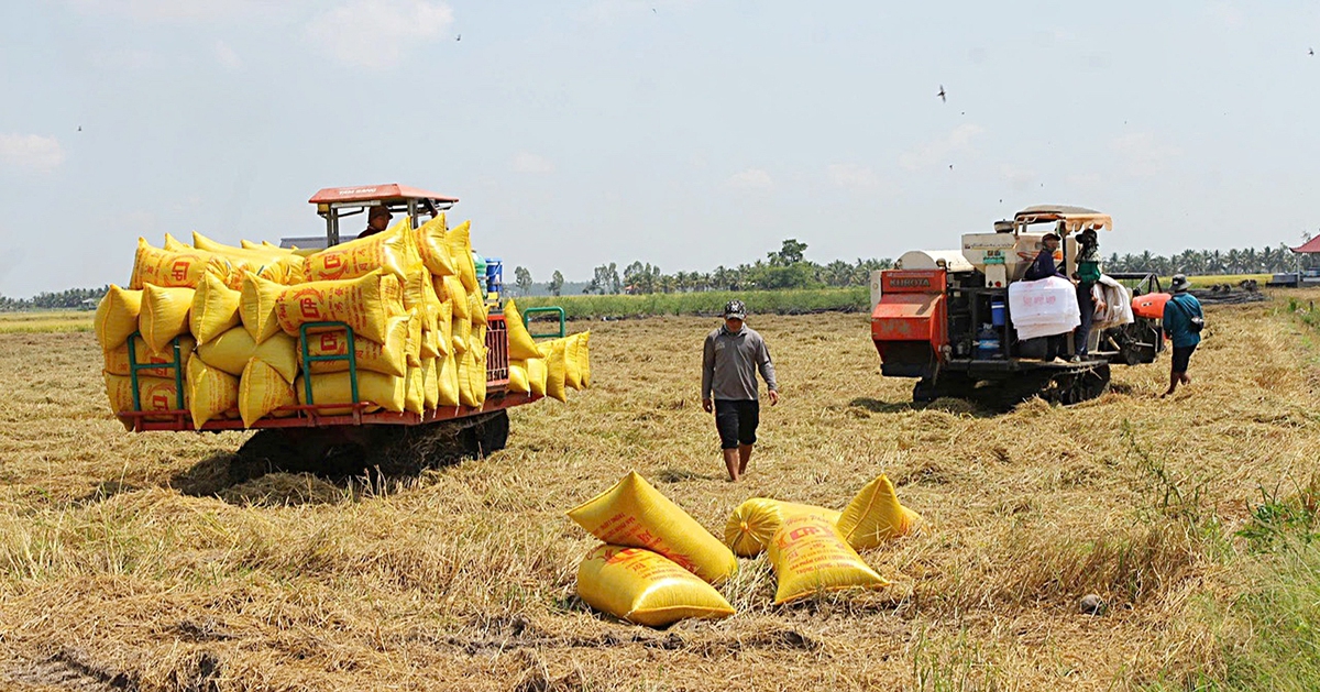 Gạo Việt đang 'bỏ rơi' thị trường thuế suất 0%?