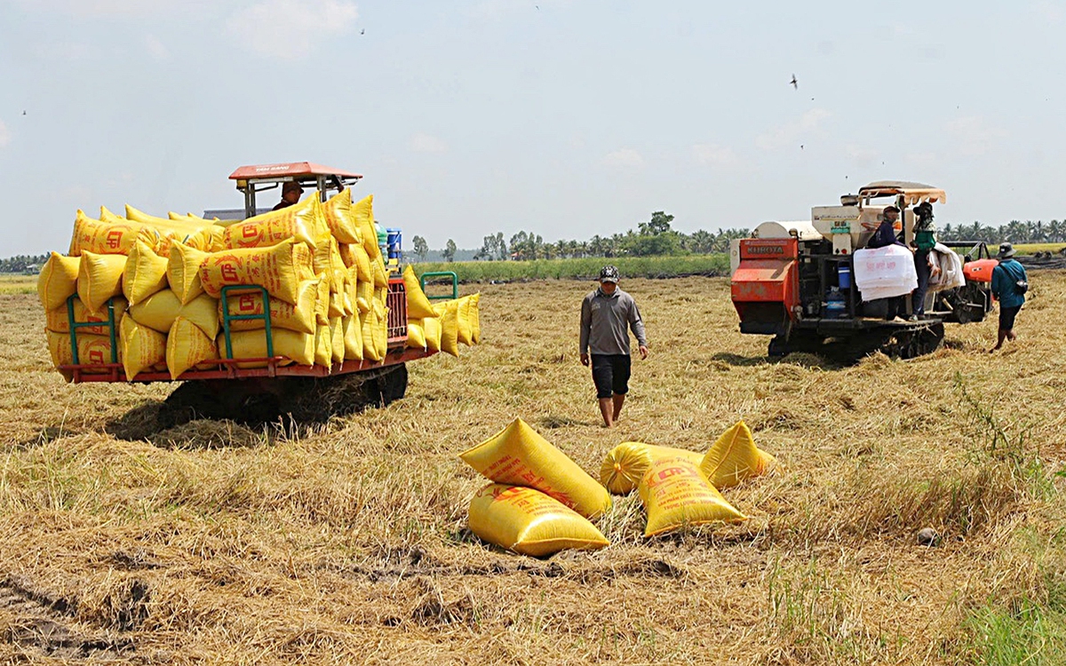 Gạo Việt đang 'bỏ rơi' thị trường thuế suất 0%?