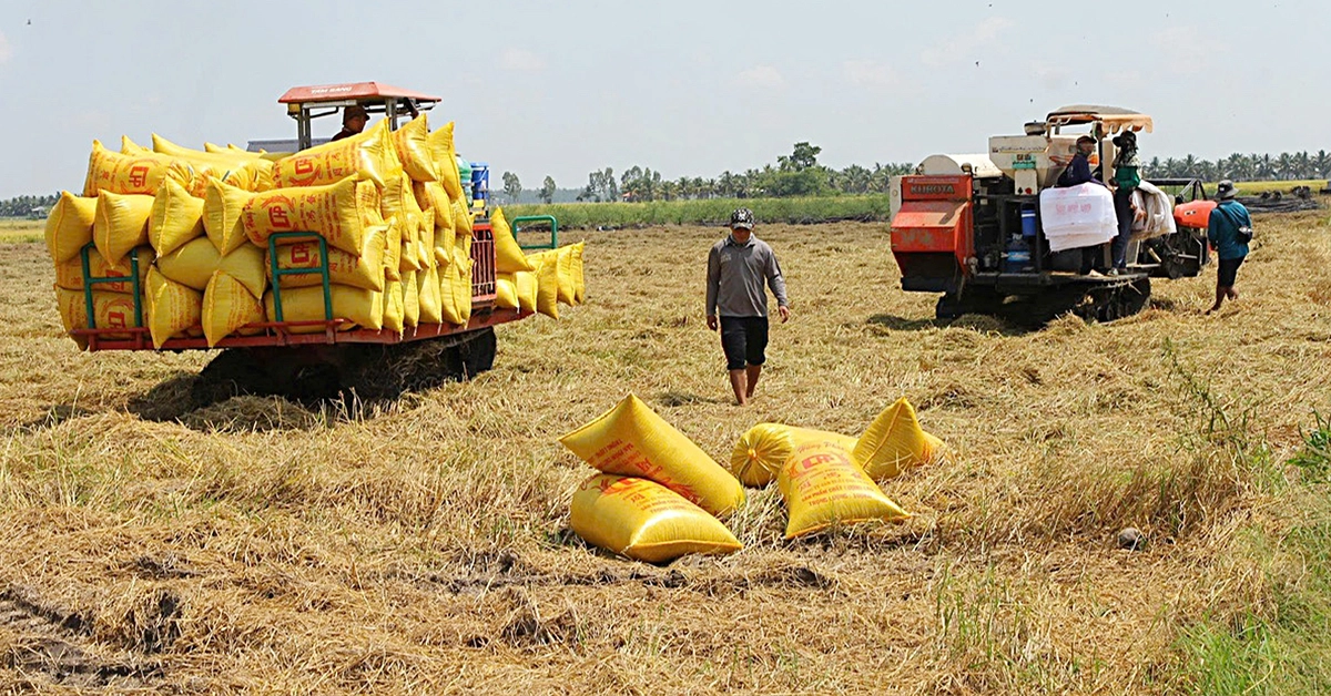 Gạo Việt đang "bỏ rơi" thị trường thuế suất 0%?