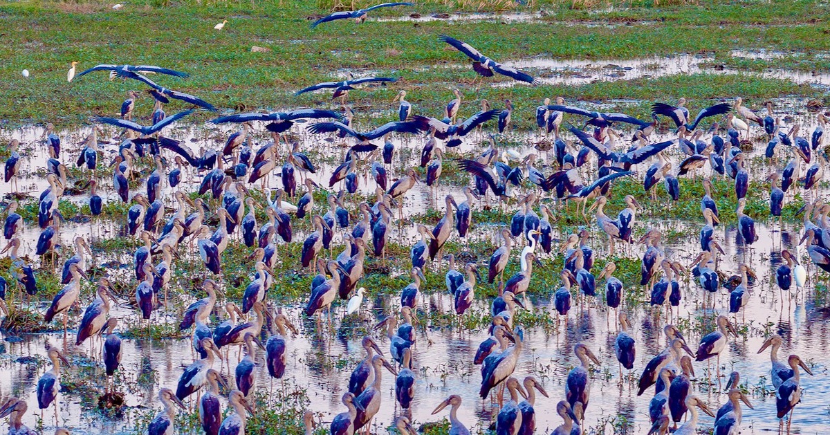 Đàn cò nhạn quý hiếm bay lượn, đậu kín ruộng hoang ở Tuy Hòa