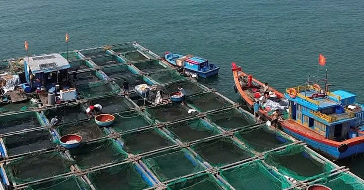 Hơn 90 tấn cá bớp nuôi lồng bè ở đảo Lý Sơn chết do 'vi khuẩn cơ hội' bùng phát