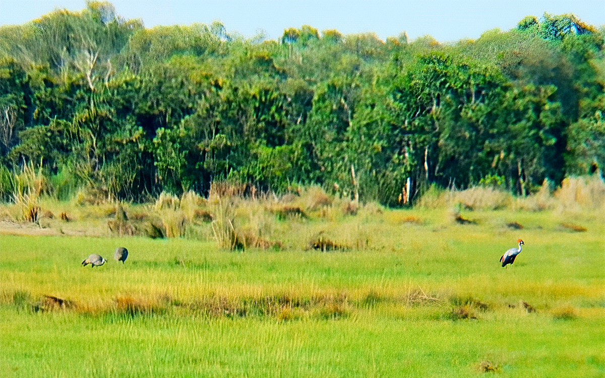 Sếu đầu đỏ liên tục về Khu bảo tồn Phú Mỹ: Chuyên gia nói gì?