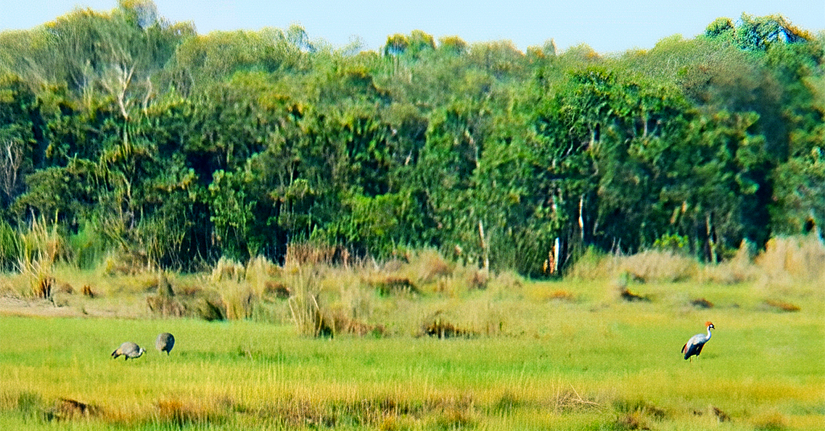 Sếu đầu đỏ liên tục về Khu bảo tồn Phú Mỹ: Chuyên gia nói gì?