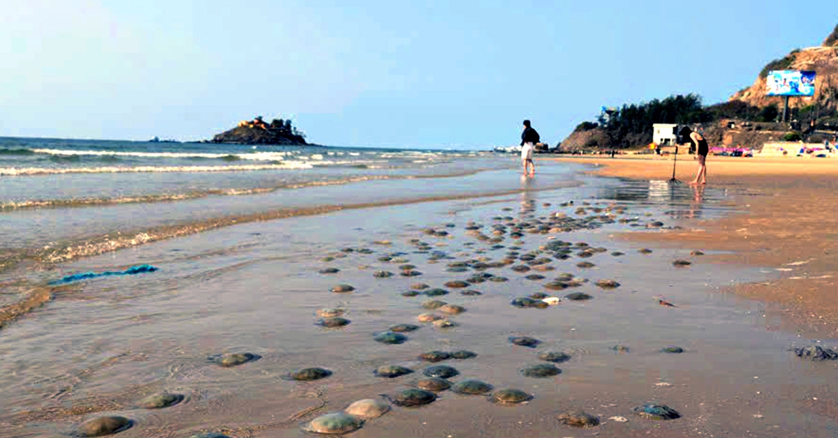 Bãi biển ở Vũng Tàu dày đặc sứa và sâu biển