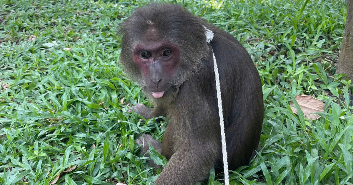‘Tiểu ngộ không’ đi lạc vào chùa Huyền Không, các sư thầy báo kiểm lâm bắt lại