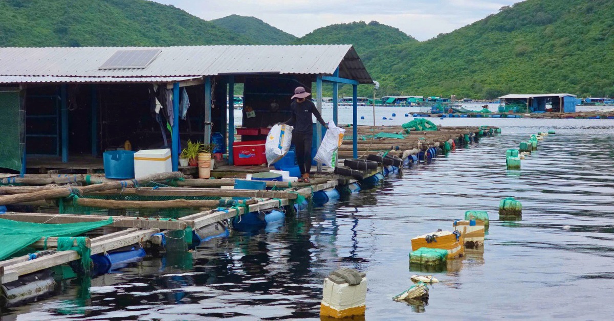 Yêu cầu di dời lồng bè nuôi thủy sản khỏi vịnh Vũng Rô