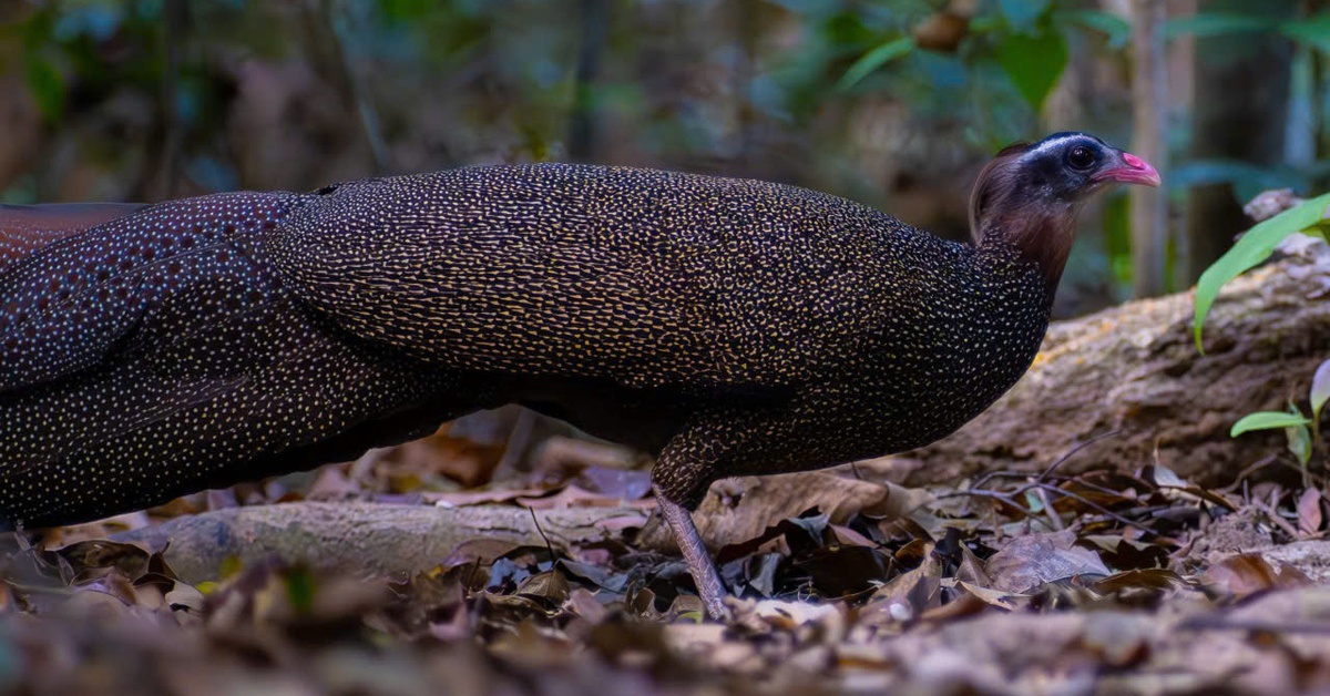 5 phút 'nín thở' chụp trĩ sao - loài chim quý hiếm bậc nhất Việt Nam