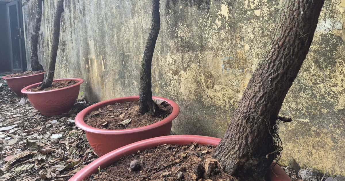 Thanh Hóa đưa cây muội hồng tang vật về rừng chăm sóc