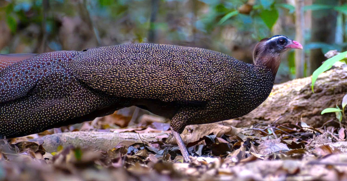 5 phút "nín thở" chụp trĩ sao - loài chim quý hiếm bậc nhất Việt Nam