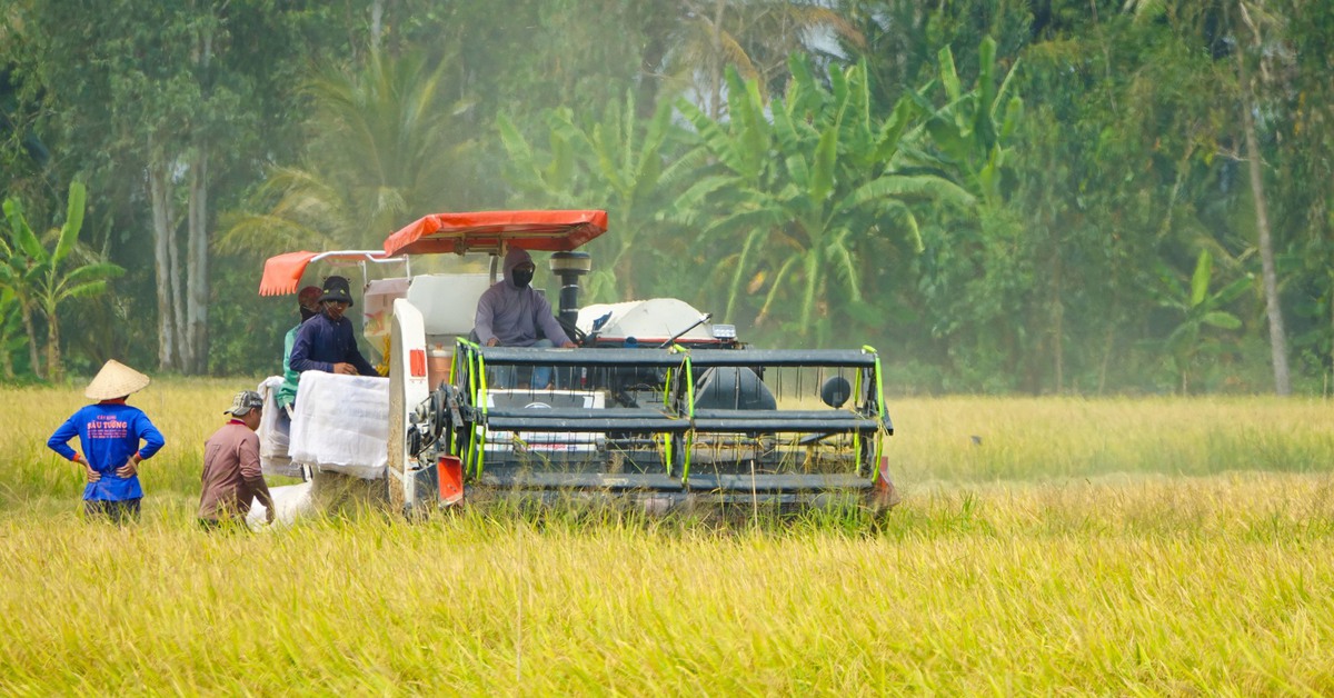 An Giang dự báo mặn xâm nhập sâu vào nội đồng, nguy cơ ảnh hưởng đến cây trồng