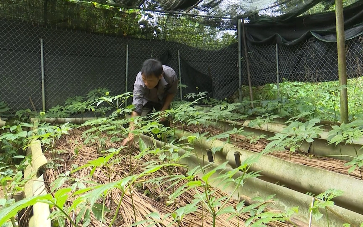 Lai Châu sẽ phát triển sâm thành sản phẩm nông nghiệp chủ lực