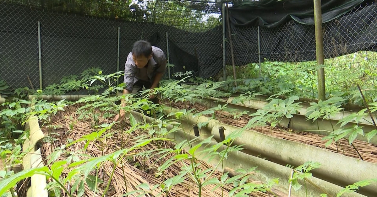 Lai Châu sẽ phát triển sâm thành sản phẩm nông nghiệp chủ lực