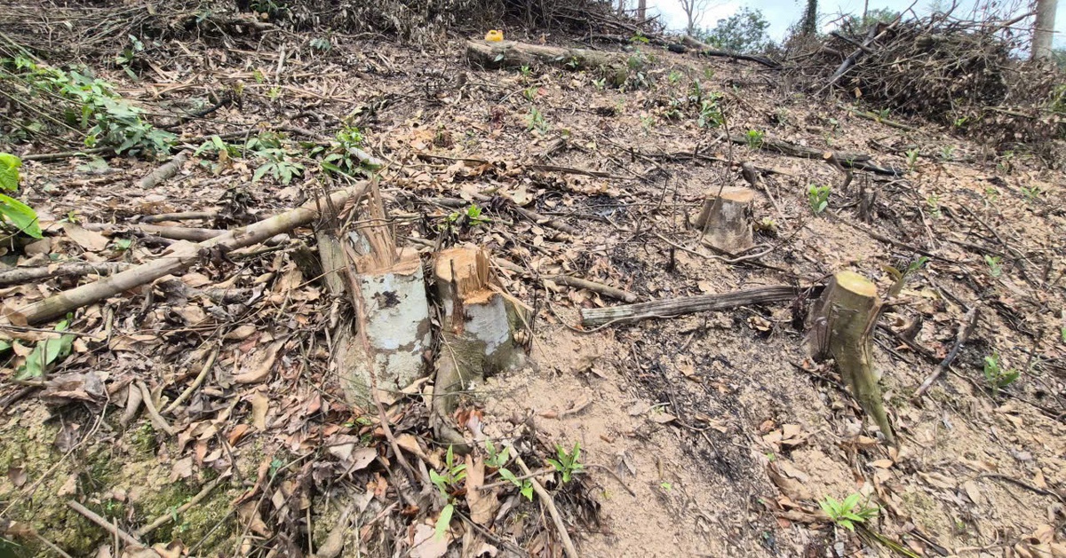 Hai anh em bị phạt hơn 146 triệu đồng vì phá hơn 4.200m2 rừng