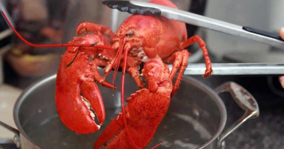 Tôm hùm có cảm giác đau, con người nên đối xử ra sao?