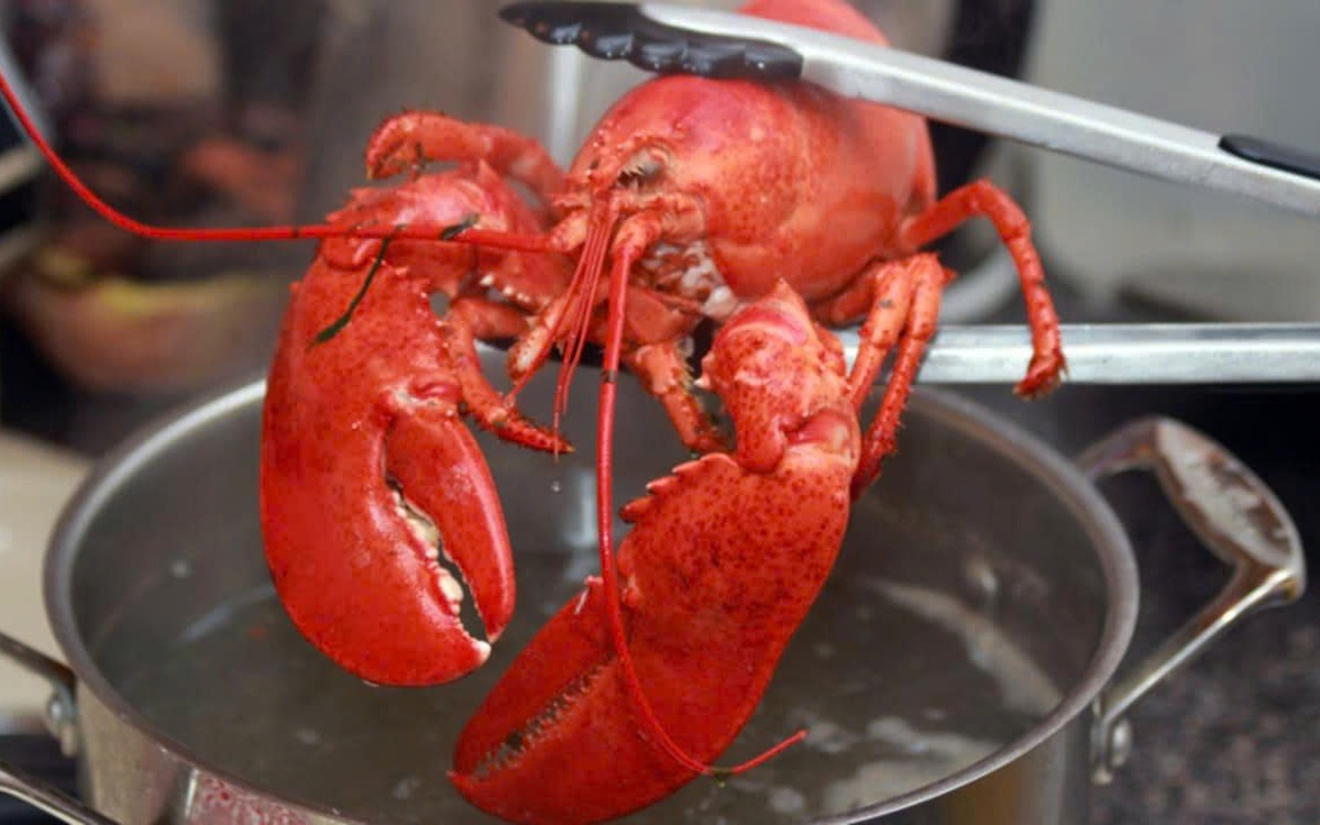 Tôm hùm có cảm giác đau, con người nên đối xử ra sao?