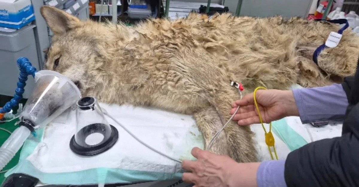 Con chó sói 'vượt ngục' ở Hàn Quốc bị bắt sau 9 ngày