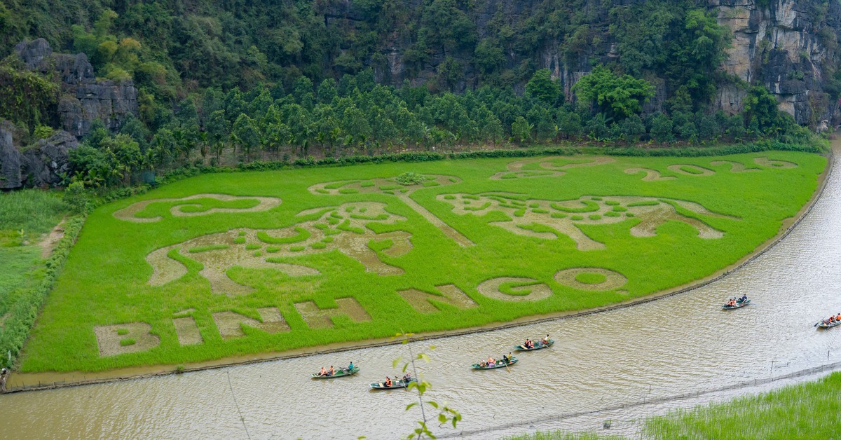 Ninh Bình mời gọi du khách về ngắm mùa vàng Tam Cốc