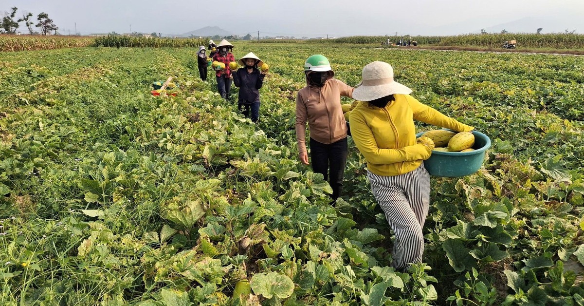 Cả làng thu hoạch 10 tấn dưa giúp người phụ nữ không may bị tai nạn gãy chân