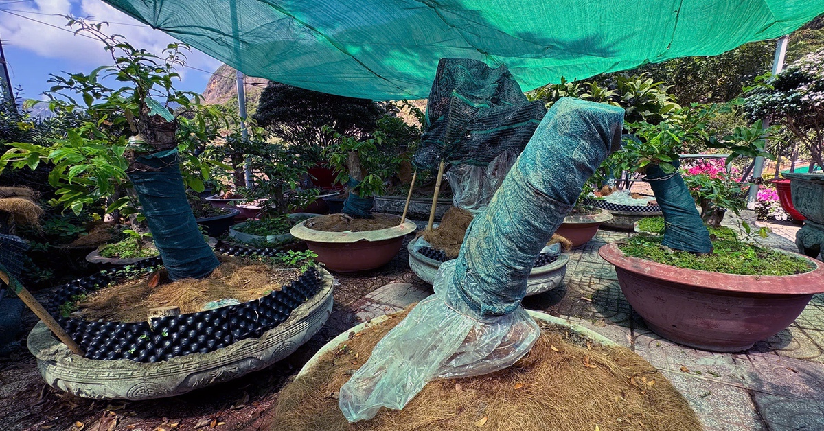 Người vi phạm vụ 42 gốc mai vàng ở Côn Đảo đã chấp hành xử phạt