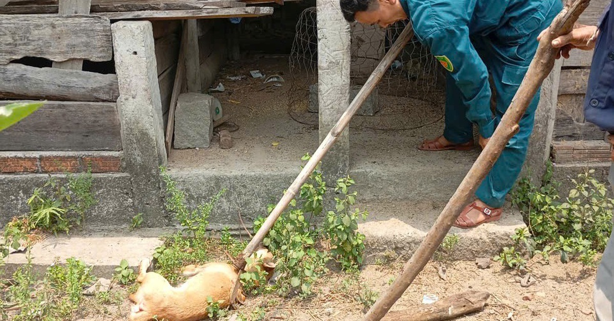 Nguy cơ dịch dại từ vụ chó cắn 4 người, Quảng Ngãi siết quản lý vật nuôi