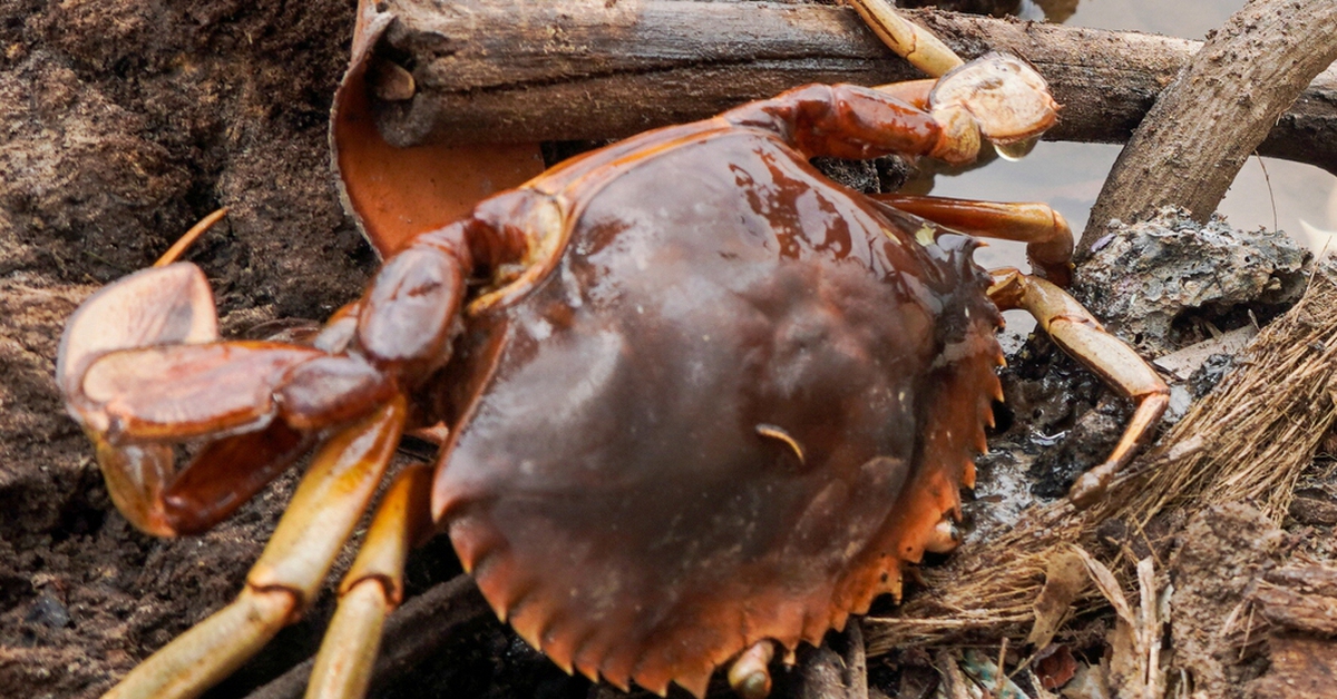 Nắng nóng làm hơn 1.000ha thủy sản thiệt hại, Cà Mau xin 50 tấn chlorine khắc phục