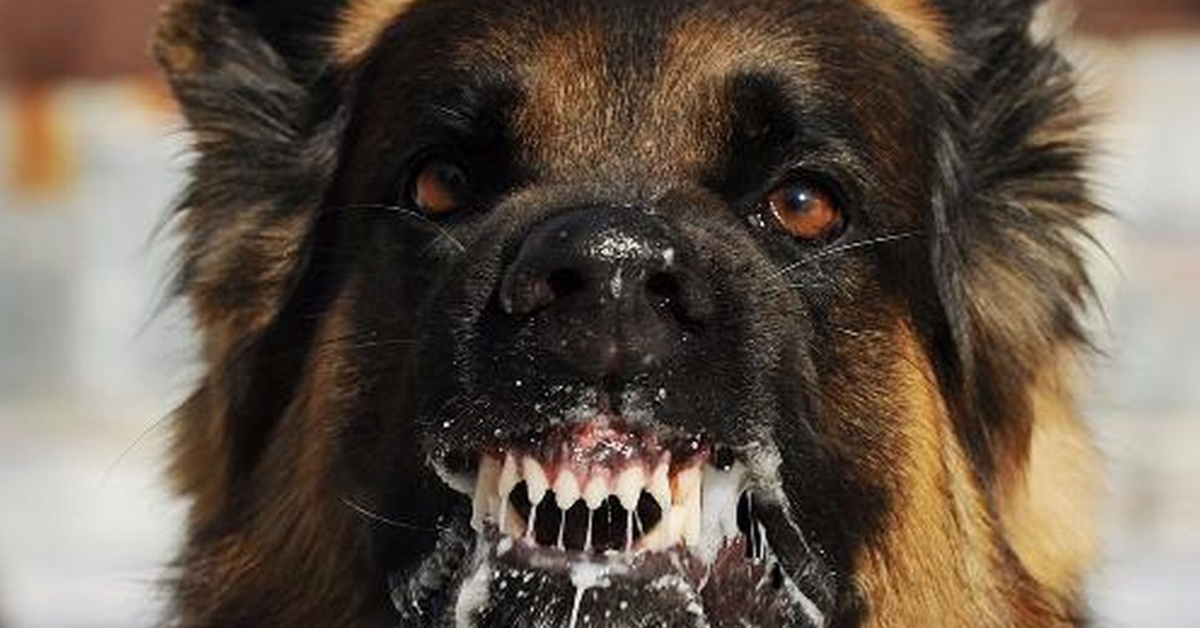 Con chó cắn 4 người ở Quảng Ngãi là chó dại