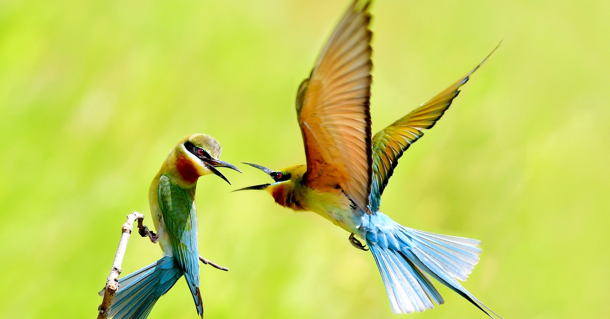 Ngắm khoảnh khắc 'đáng yêu' của chim trảu đuôi xanh ở miền Tây