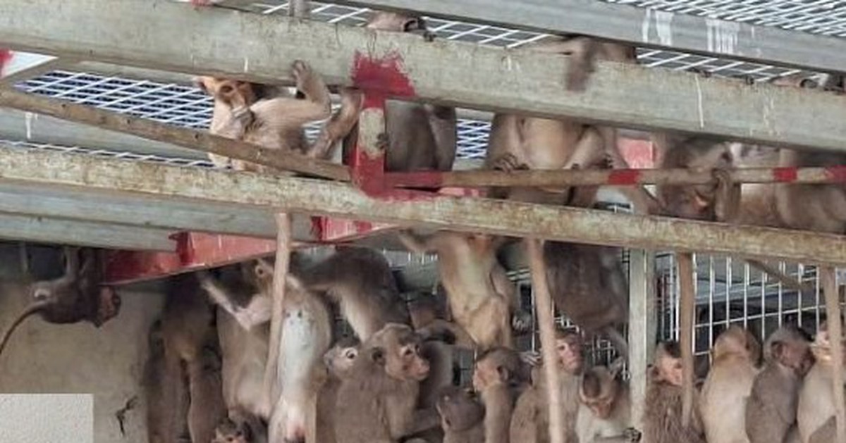 Bắt xe khách liên tỉnh chở 181 con khỉ, 16 con rái cá và 14 chim hồng hoàng