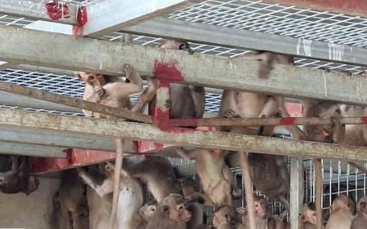 Bắt xe khách liên tỉnh chở 181 con khỉ, 16 con rái cá và 14 chim hồng hoàng