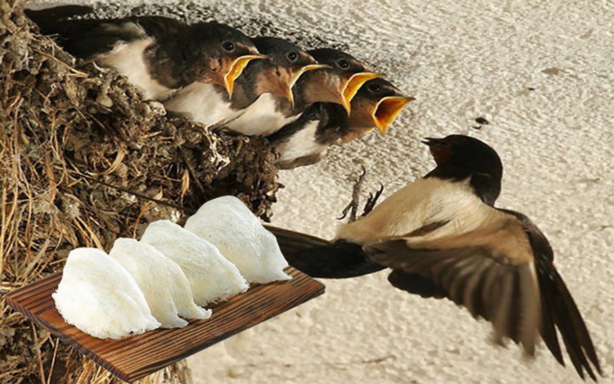 'Siết' nạn bẫy chim yến: Quảng Ngãi lập tổ phản ứng nhanh