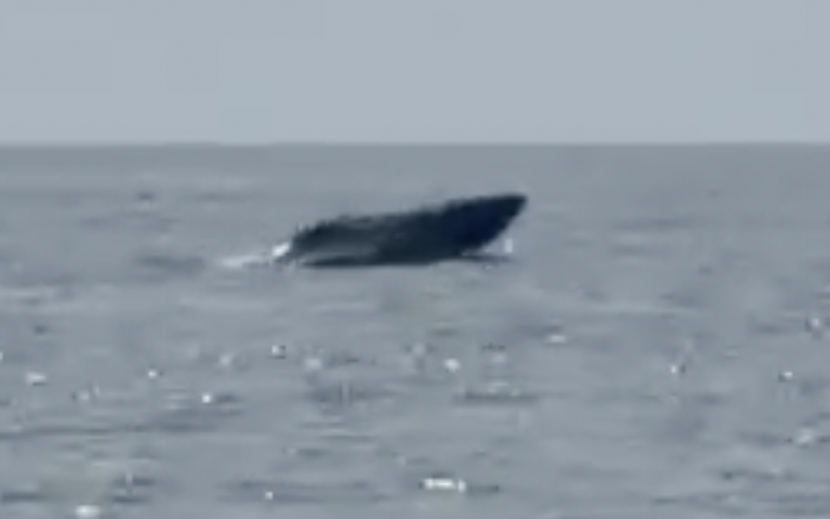 Cá voi bơi lội tung tăng ở biển Mũi Né