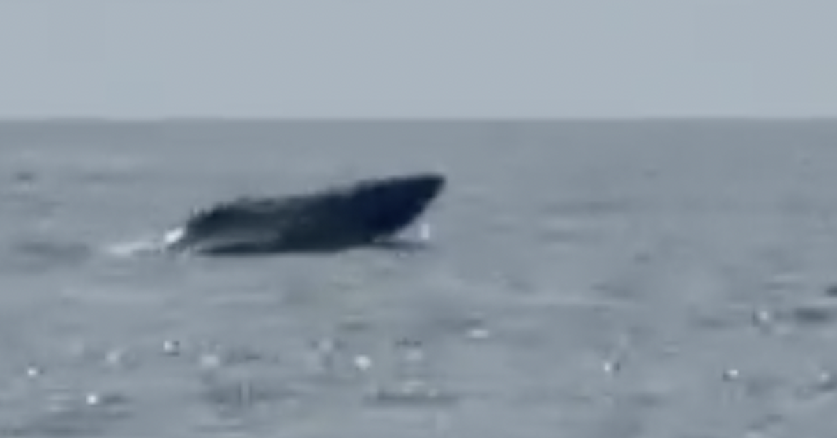 Cá voi bơi lội tung tăng ở biển Mũi Né