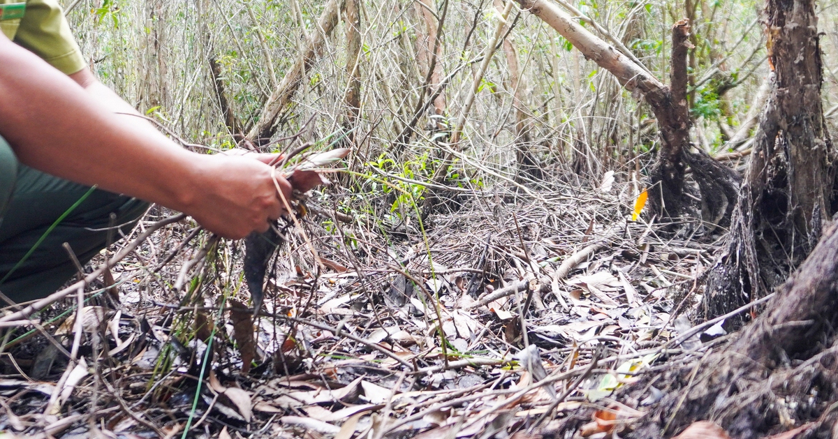 20.000 hecta rừng U Minh Hạ bên ngưỡng cháy nguy hiểm
