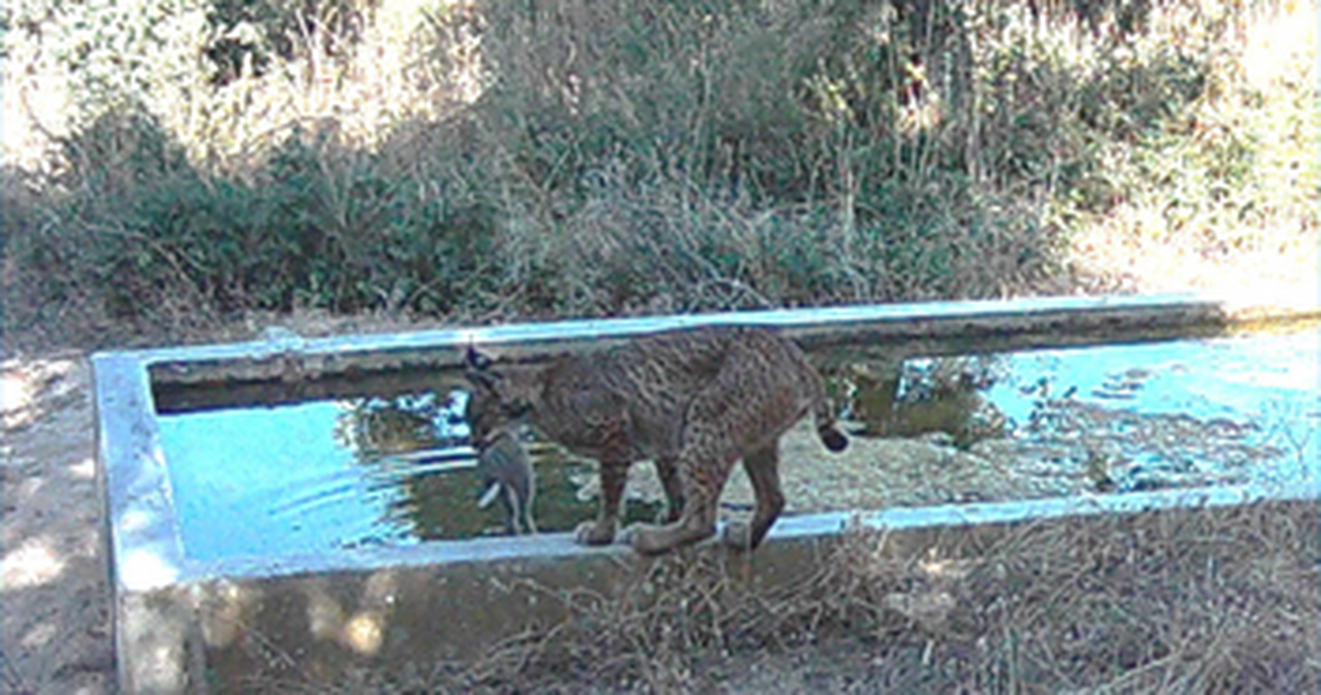 Linh miêu 'rửa' mồi trước khi ăn - hành vi lạ chưa từng thấy ở thú ăn thịt
