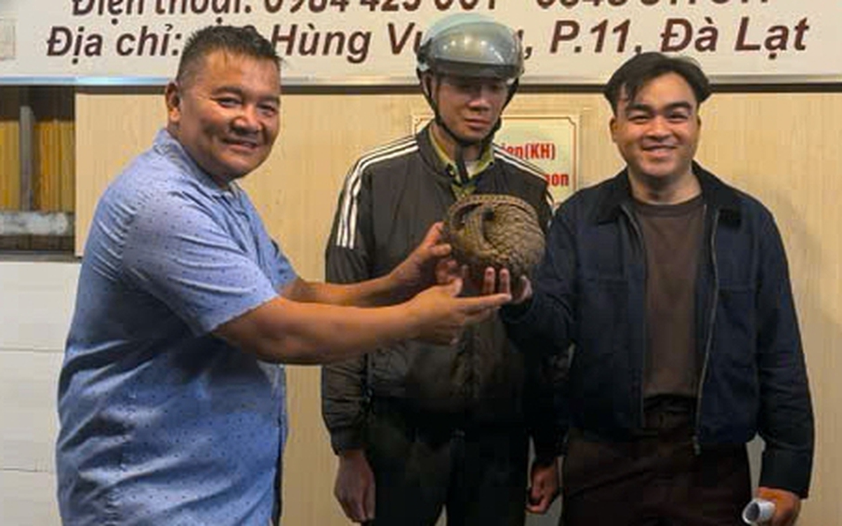 Tê tê bò vào tầng hầm quán nhậu ở Đà Lạt, chủ quán gọi báo kiểm lâm