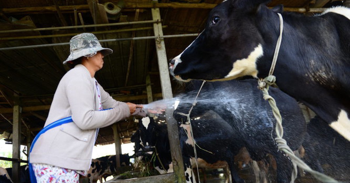 Chủng lở mồm long móng mới xuất hiện ở Trung Quốc, nguy cơ xâm nhập vào Việt Nam