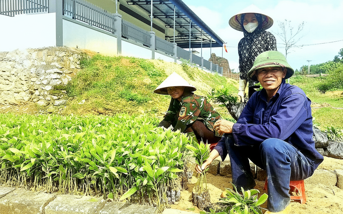 Giá cây keo tràm giống tăng gấp đôi và khan hiếm gây khó cho người trồng rừng