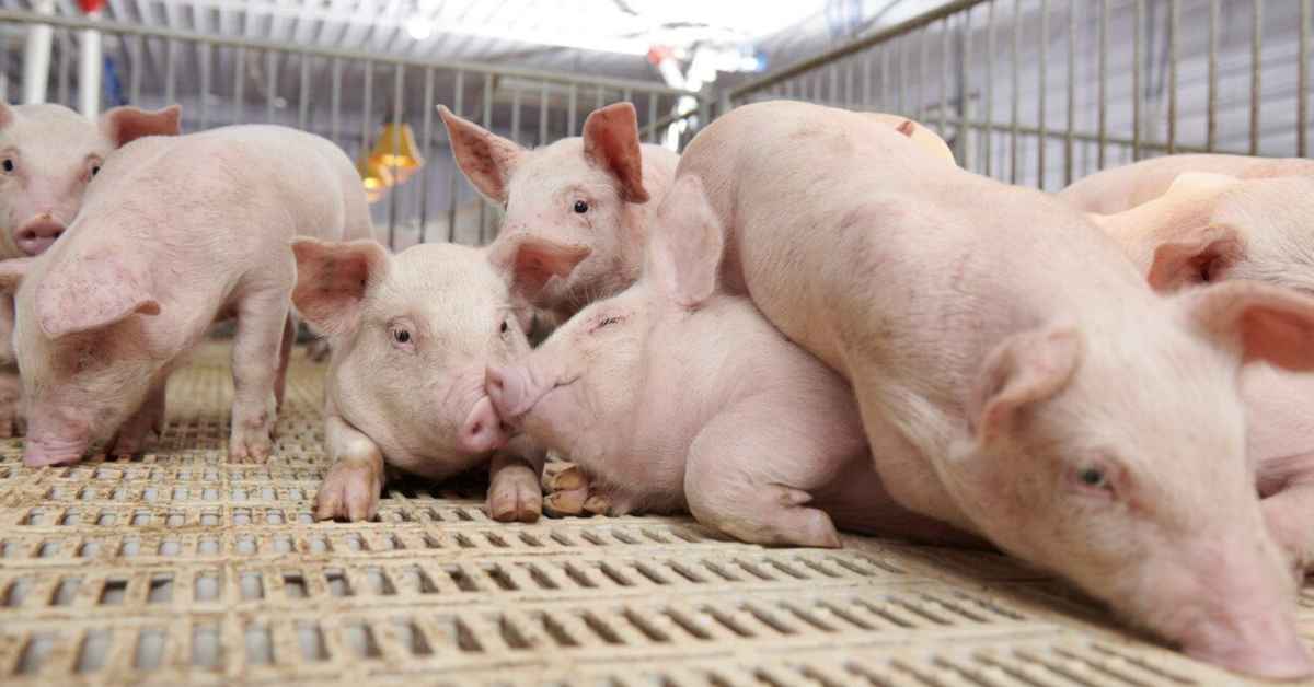 Hội nghị khoa học chăn nuôi heo lớn nhất thế giới tại TP.HCM tháng 6-2026