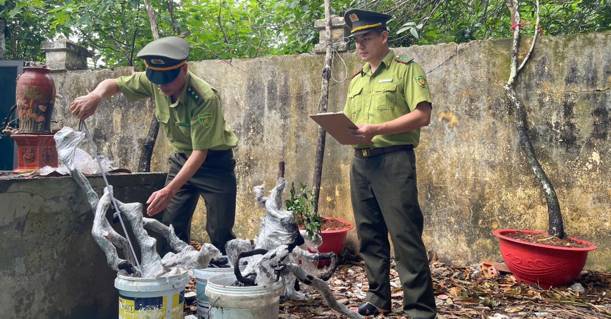 Thanh Hóa ngăn chặn khai thác, buôn bán cây muội hồng