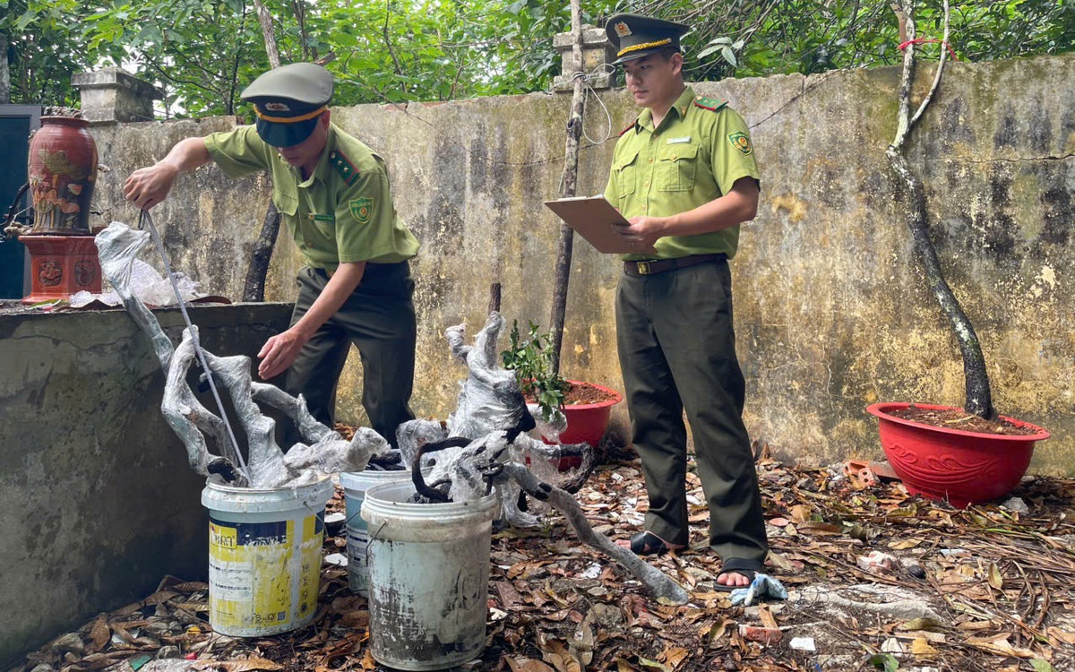 Thanh Hóa ngăn chặn khai thác, buôn bán cây muội hồng