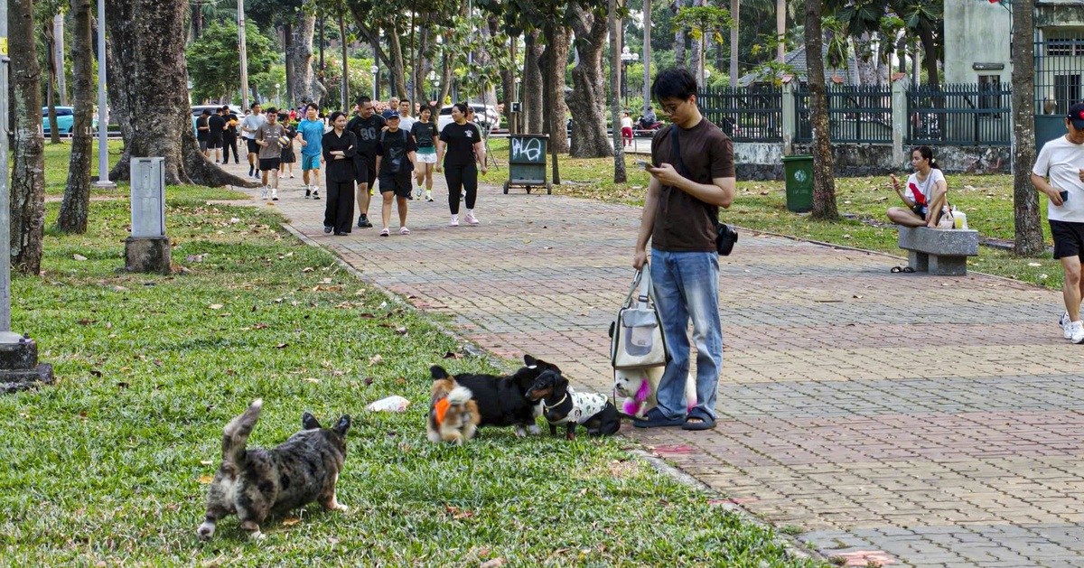 Chó thả rông, không rọ mõm chạy nhảy khắp nơi trong công viên Gia Định