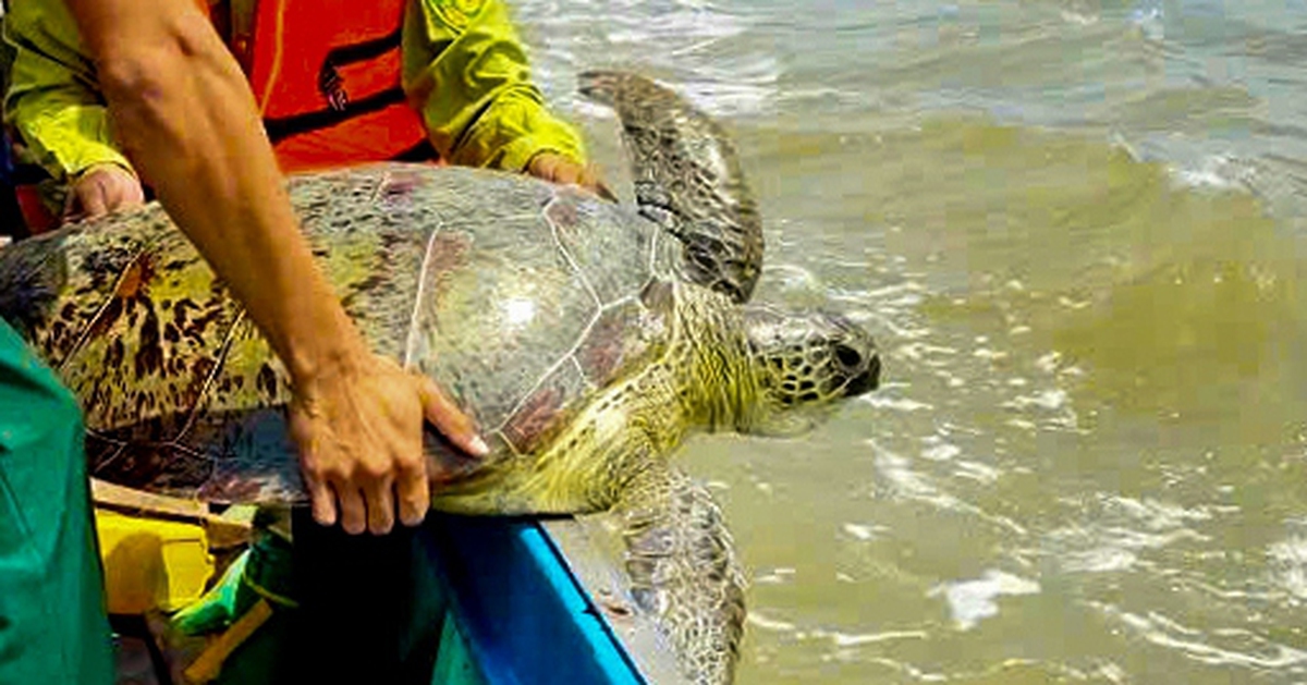 Thả con vích nặng hơn 60kg bị mắc lưới về lại biển