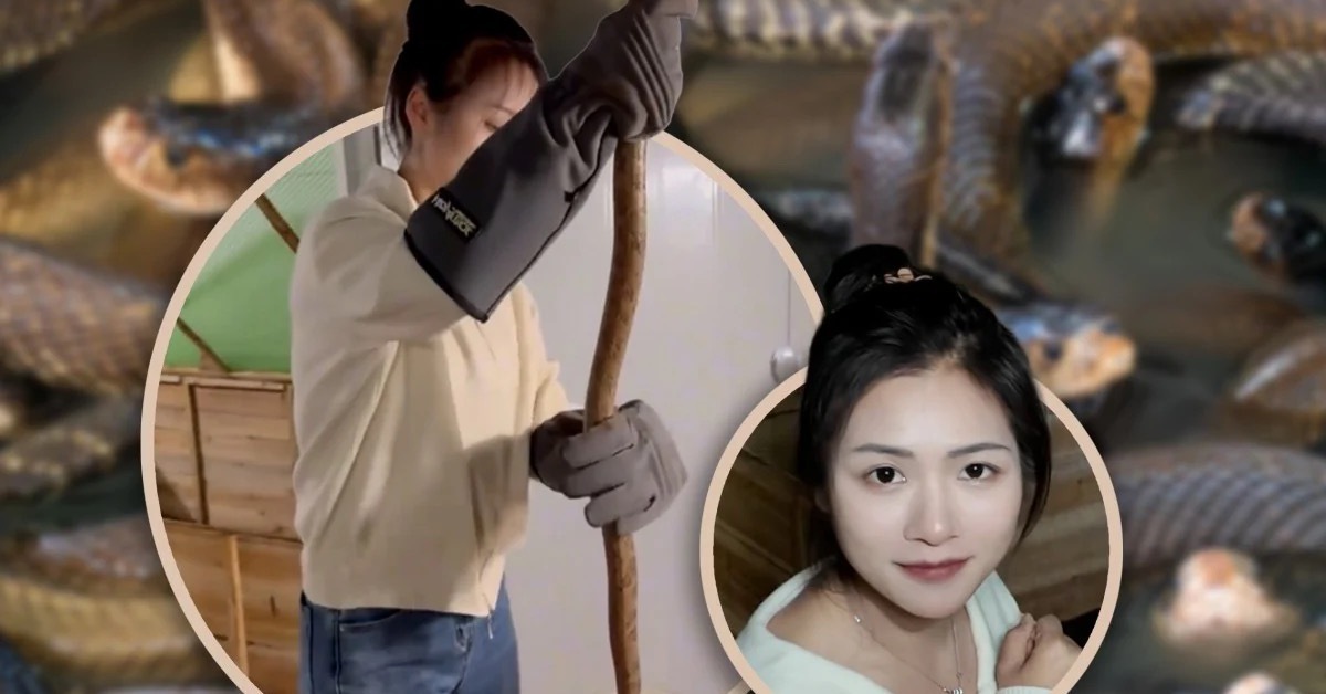 Cô gái Trung Quốc về quê nuôi hơn 60.000 con rắn độc, thu nhập hơn 3,8 tỉ đồng mỗi năm