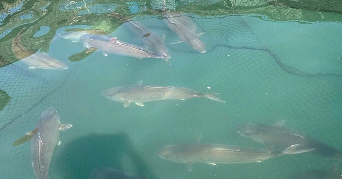 Việt Nam đang nuôi thử giống cá cam đắt giá, tính toán nuôi cá ngừ đại dương