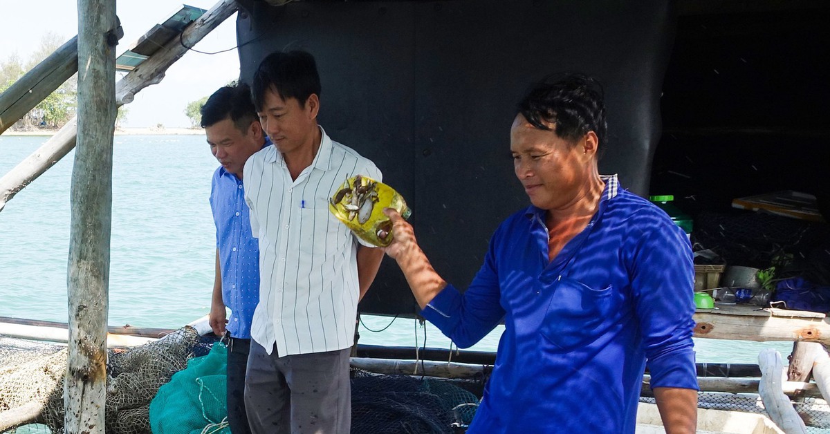 Người dân đảo Hải Tặc 'phất lên" nhờ nuôi cá lồng bè trên biển