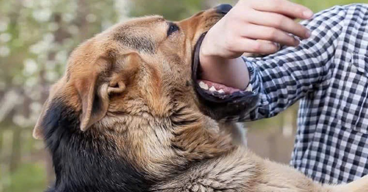 Con chó nghi bị bệnh dại cắn nhiều người, cắn chết 4 chó con, phường Phước Thắng khoanh vùng xử lý