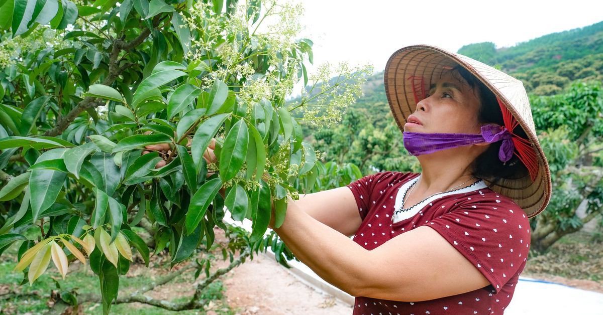 'Chăm cây hơn chăm con', nông dân vẫn lo mất mùa vải thiều