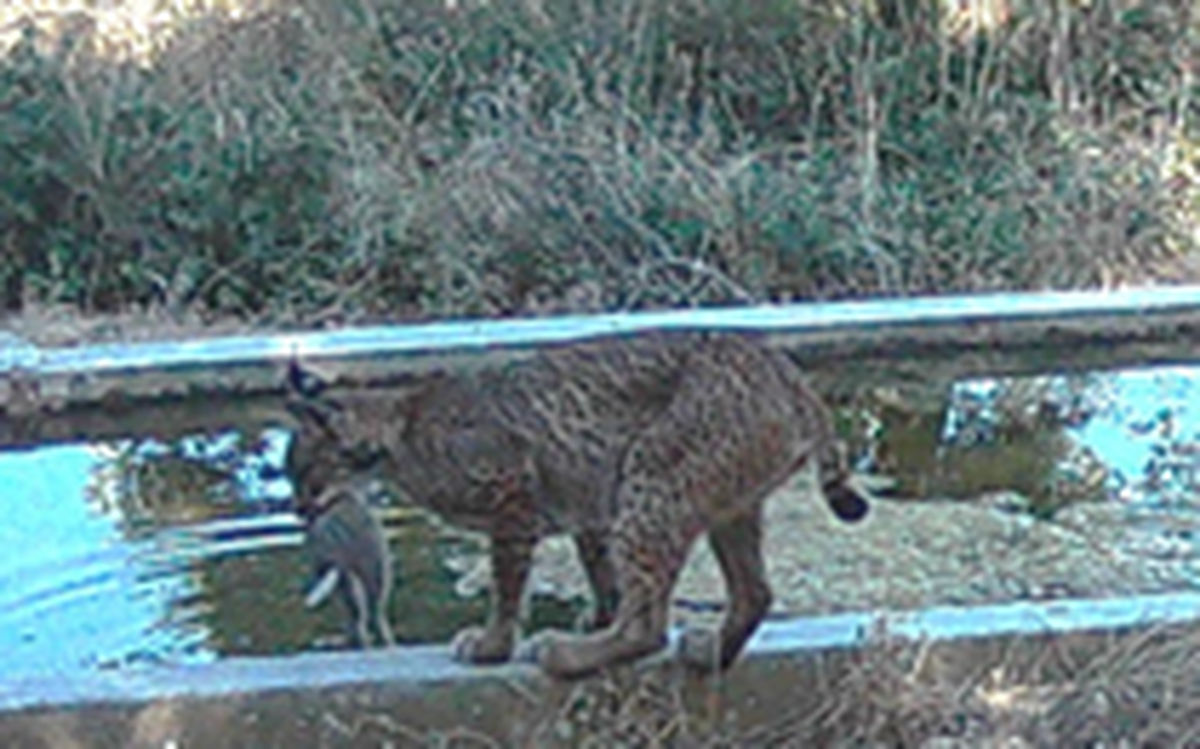 Linh miêu 'rửa' mồi trước khi ăn - hành vi lạ chưa từng thấy ở thú ăn thịt