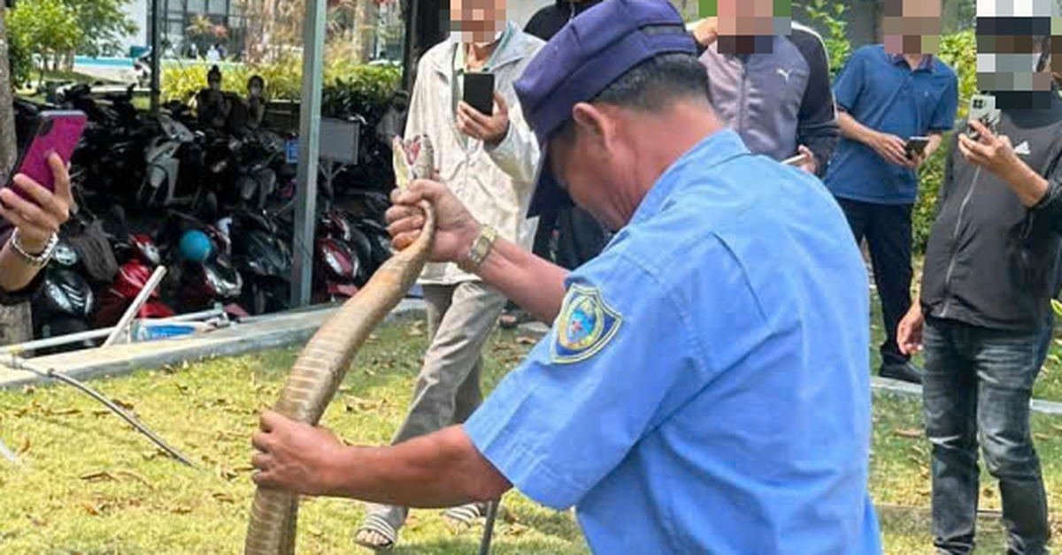 Rắn hổ trâu dài 3m bò vào bãi xe bệnh viện ở Đắk Lắk