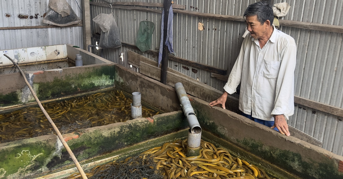 Giá lươn lao dốc, nông dân Miền Tây 'đau đầu' vì bán thì lỗ nặng giữ lại càng lỗ hơn